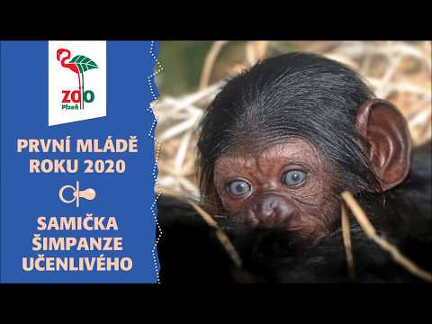 Mládě šimpanze učenlivého (*1.1.2020)