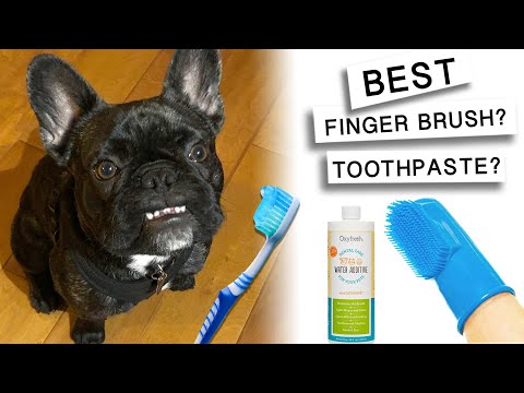 dog licked toothpaste