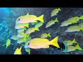 NOVA Maldives DIVE with 15k fishes 04 GoPro