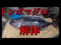ビンチョウマグロ解体（小トン）素人でも自宅で簡単にさばけます!!
