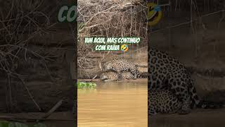 vim aqui mais continuo com raiva 🤣No Pantanal até os casais de onça passam por isso