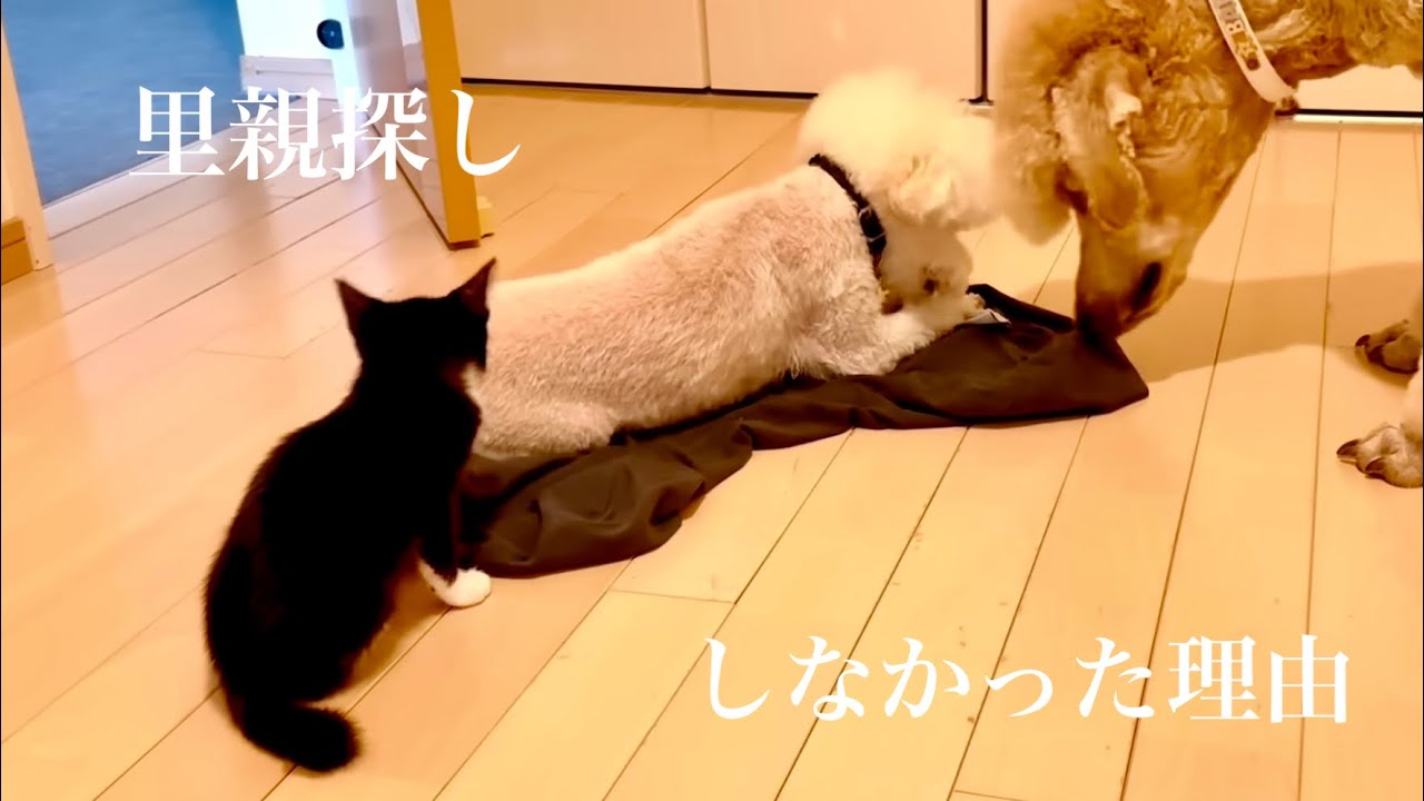 捨て猫の里親探しをしなかった理由は…