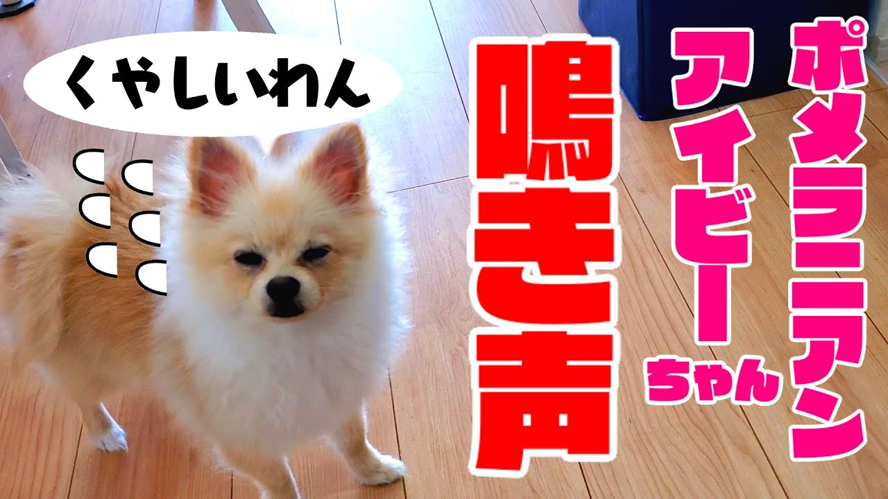 【子犬】キッチンに入れずイライラするアイビーの鳴き声の動画【ポメラニン】 YouTube