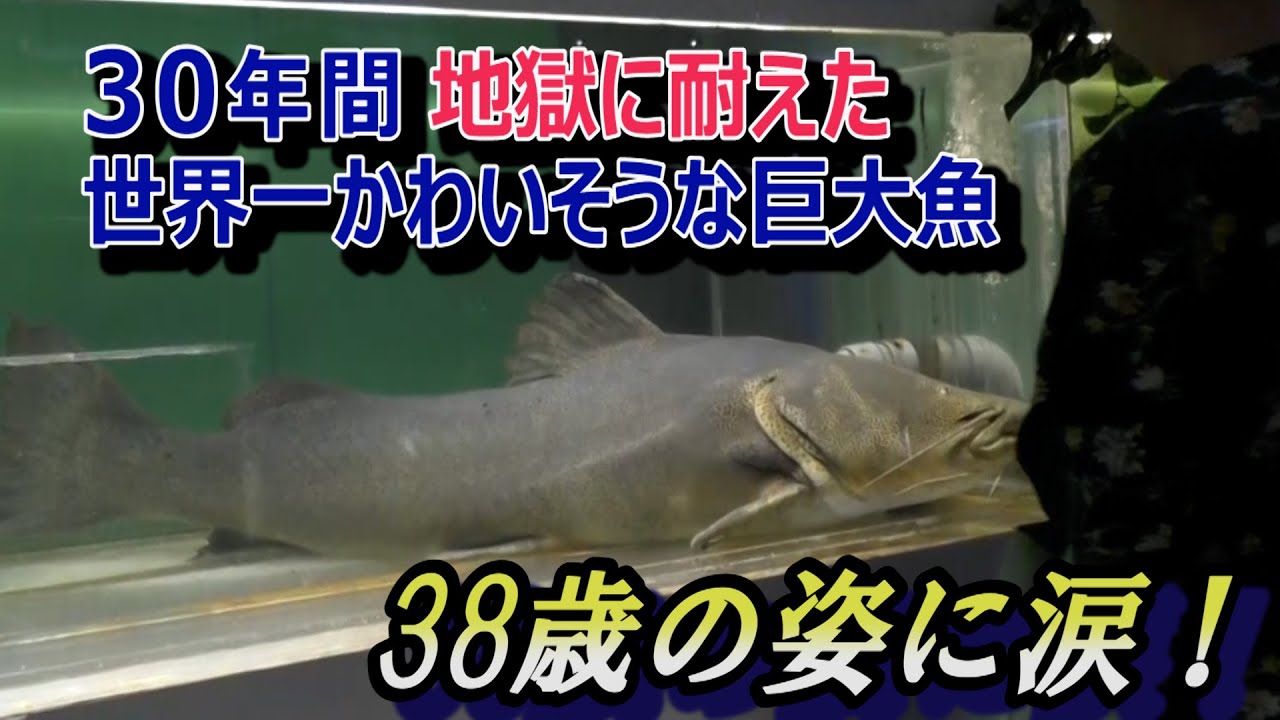After 30 years in Tokyo Tower, a giant catfish in a tiny tank is