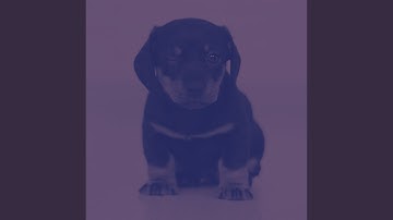 Pulsating Ambience for Relaxing Dog