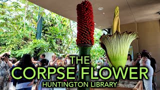 Corpse Flower at the Huntington Library