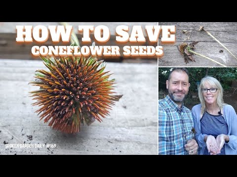 Vídeo: Plantes acompanyants de coneflower: consells sobre la plantació acompanyant d'equinàcia