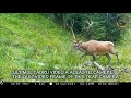 Cervide vara 2021 / Carpathians stag summer