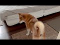 6歳娘が学校に行って寂しくなっちゃった柴犬が切な過ぎた【モーニングルーティン】