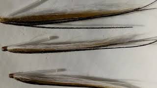 Moscas Tubos para truchas by South River flies