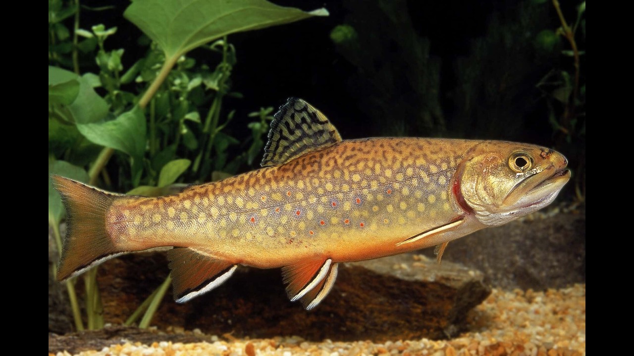 Educational and Inspirative Trout Video