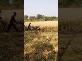 rice power reaper harvesting in India