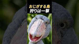 動かないと言われるハシビロコウ、狩りの瞬間は驚くほど速い #shorts #おすすめ #すごい ＃面白い　#自然 #動物 #不思議 #雑学 #鳥  #野鳥 #ハシビロコウ   #癒し