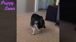 Funny Video Pug Chasing Their Tail