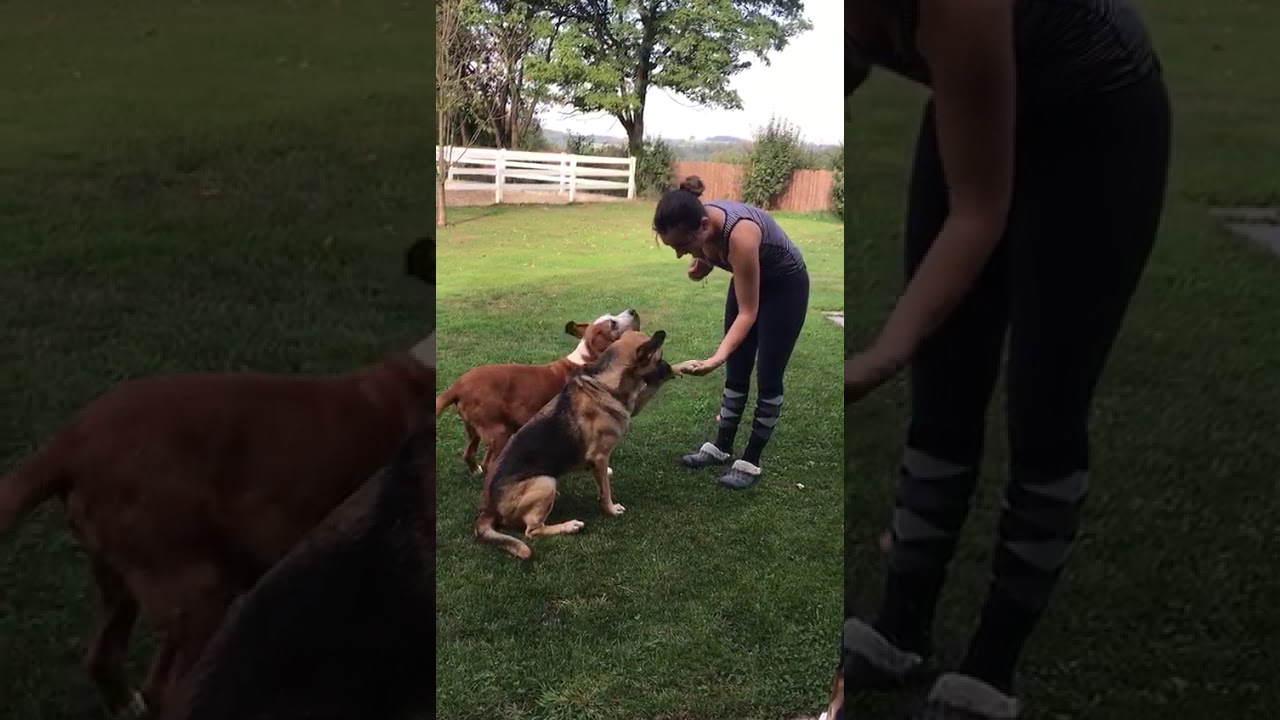 HundeausMallorca.de LUMIERE YouTube