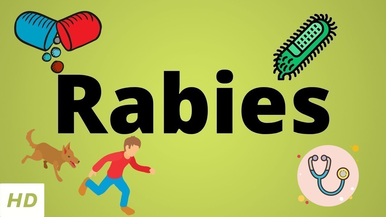 Can A Small Bite Cause Rabies?