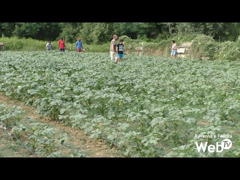 Video: Come coltivare verdure su una collina
