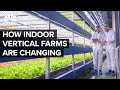 Why Vertical Farms Are Moving Beyond Leafy Greens