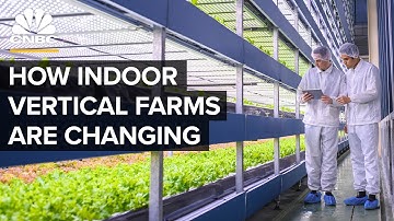 Why Vertical Farms Are Moving Beyond Leafy Greens