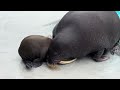 セイウチ親子　まだ遊びたい赤ちゃんと帰りたいママ　鴨川シーワールド　