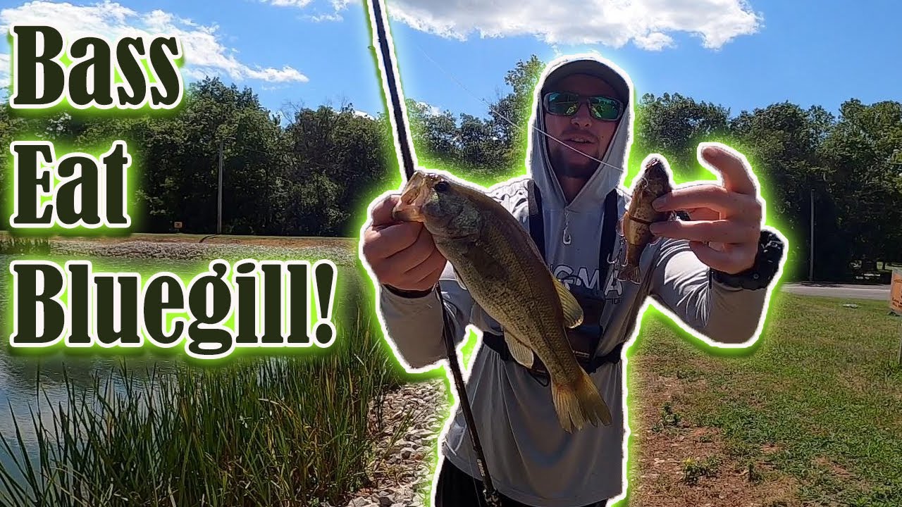 Bass fishing with the jackall gantarel summer pond fishing