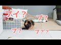 【鳴き声】米洗っててもプイプイ出てくるモルモット　Guinea Pig