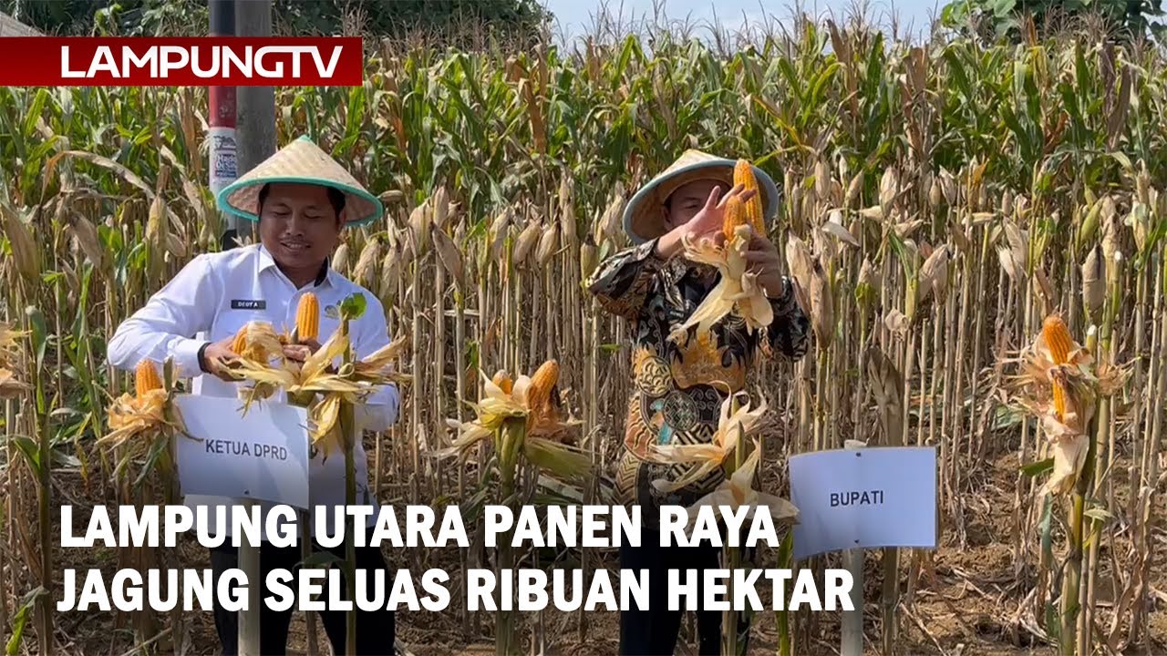 Lampung Utara Panen Raya Jagung Seluas Ribuan Hektar