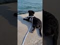 My Puppy Watching the Sea at Sunset 🌅  Dardanelles, Çanakkale #puppy #sunset #dogshorts