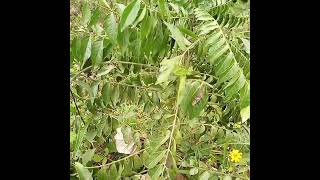 Omusajja Takukiririzamu?? Amaka Gayuga??