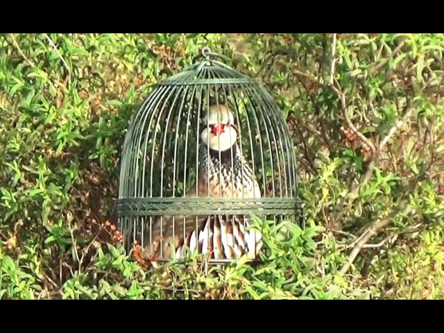 La perdiz de reclamo - Cortijo Los Picos