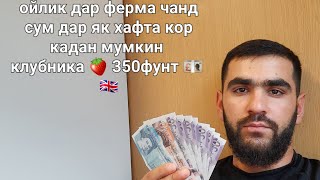 Ойлик чанд сум мегирем? Кор дар Англия. Дар як хафта ойликои фермаи🍓 клубник