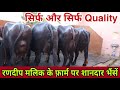 Super Quality Buffaloes available every Time at Farm🔥🔥Total Animal-50🌹🌹