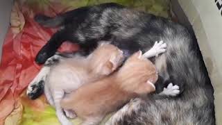 Kucing Menyusu Anak 2Part 6