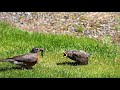 Teaching baby robin to hunt worms