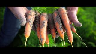 [Passion] La production des carottes en baie du Mont-Saint-Michel pour Priméale
