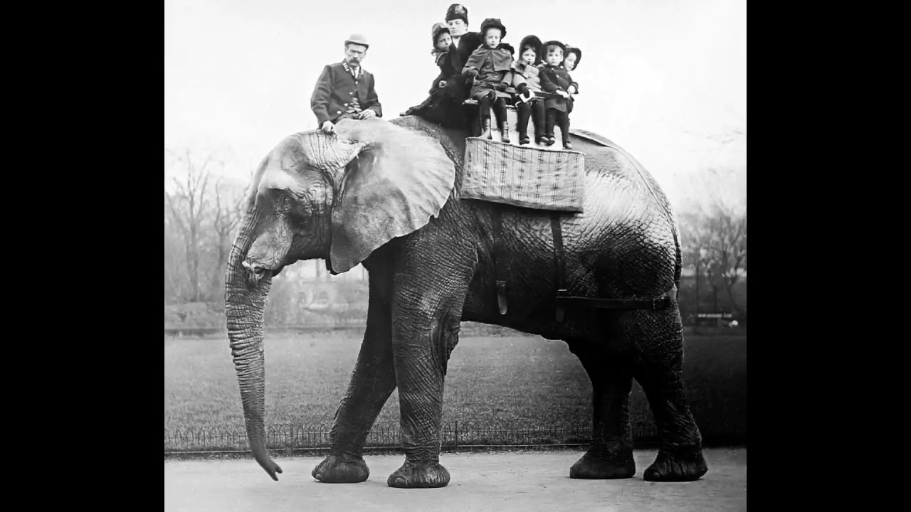 Jumbo the African elephant Sound effects 