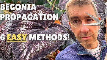 BEGONIA PROPAGATION: Demo of 6 EASY Methods!