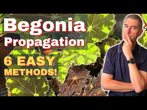 Video: Pagpaparami ng Begonia: Pag-ugat ng mga Begonia Mula sa Mga Pinagputulan