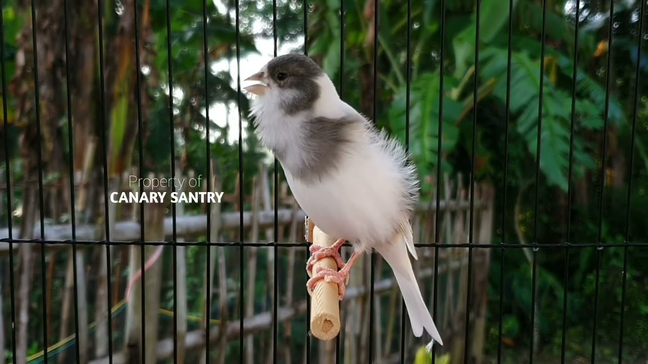 Безумное пение канарейки для мгновенной стимуляции вашей птицы
