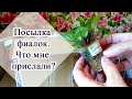 Распаковка посылки фиалок. Что мне прислали?