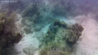 23apr2026 - grey angelfish and a surgeon fish
