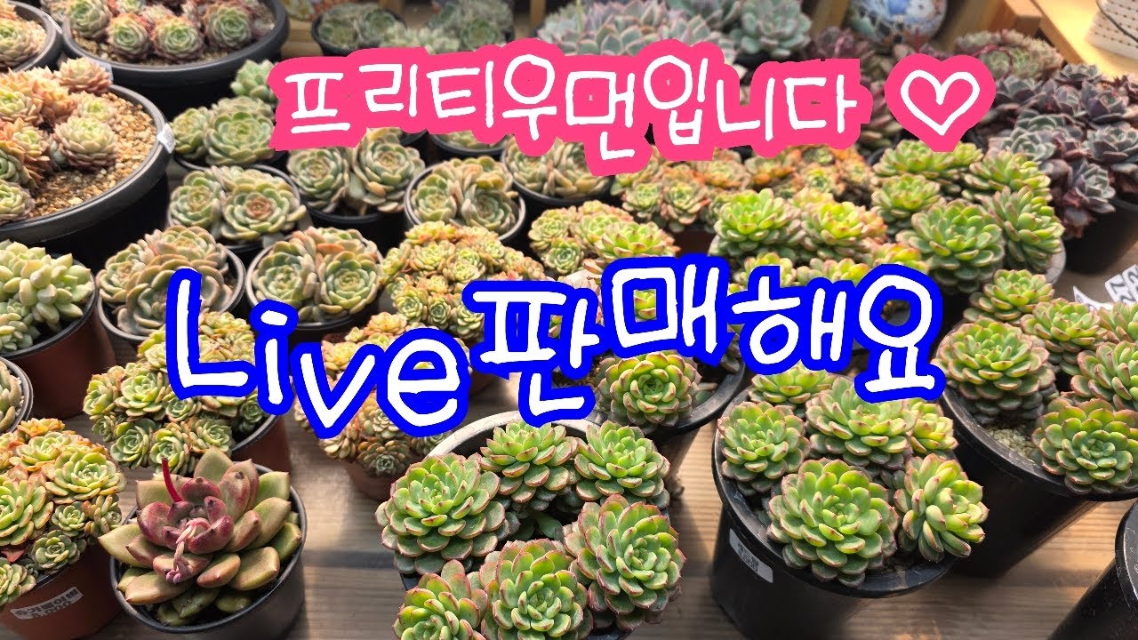 26.03.07.406회,토요일  프리티우먼 판매 라방해요