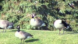 Life on The Pond in Oro Township Ontario
