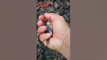 Giải Cứu mẹ con cá nhỏ bị mắc cạn #youtube#tiktok