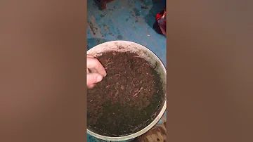 Как хранить червей ведре на лето и зиму