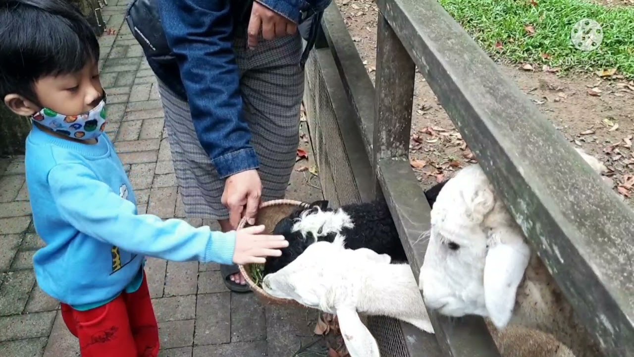 Bermain dan belajar di Kuntum FarmField, Bogor bersama Naviskhan. 