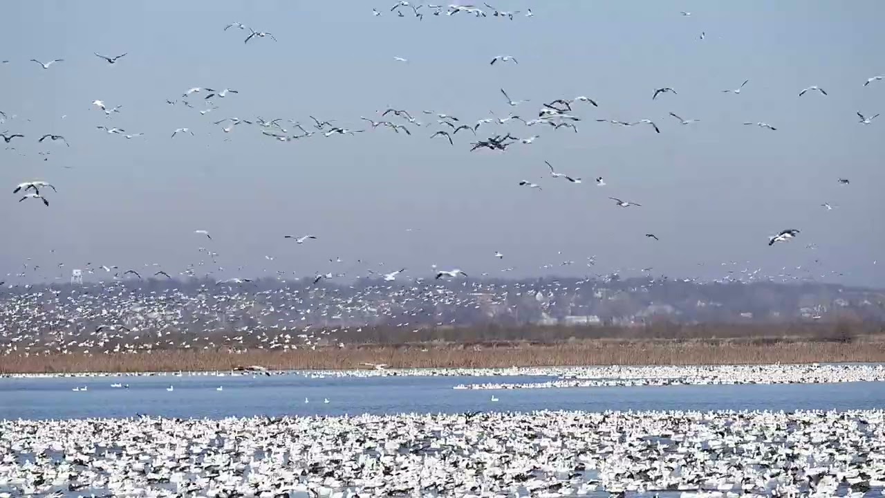 Snow Geese sounds and striking images of black and white in the sunlight.