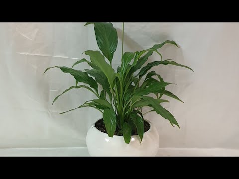 انواع نبات زنبقة السلام وسعر كل نوع