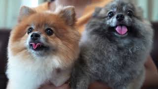 Pomeranian dogs | Beautiful Pomeranian dogs compilation #03 | Spark of Nature by Spark of Nature 29 views 2 years ago 5 minutes, 40 seconds