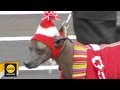 Gran Parada Militar: desfile de la compañía de la policía canina│RPP│